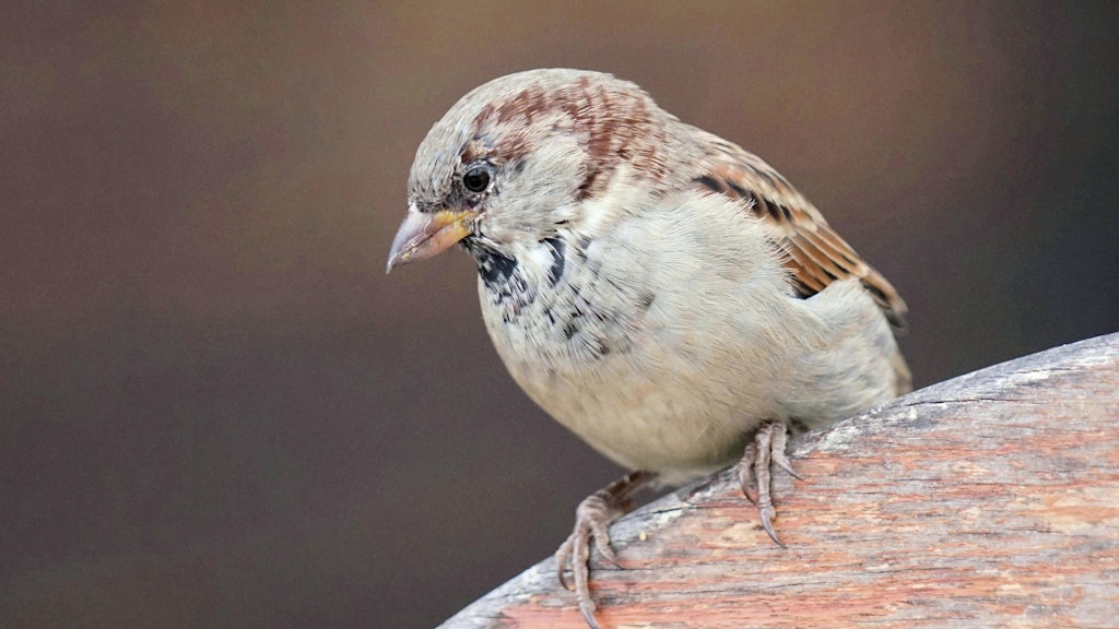 Der Sperling war bei der Zählung im Jahr 2022 der am häufigsten gesichtete Vogel.