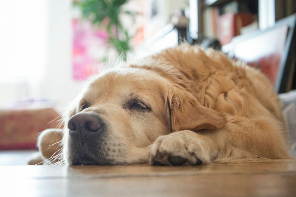 Der Golden Retriever musste in einer Klinik behandelt werden.