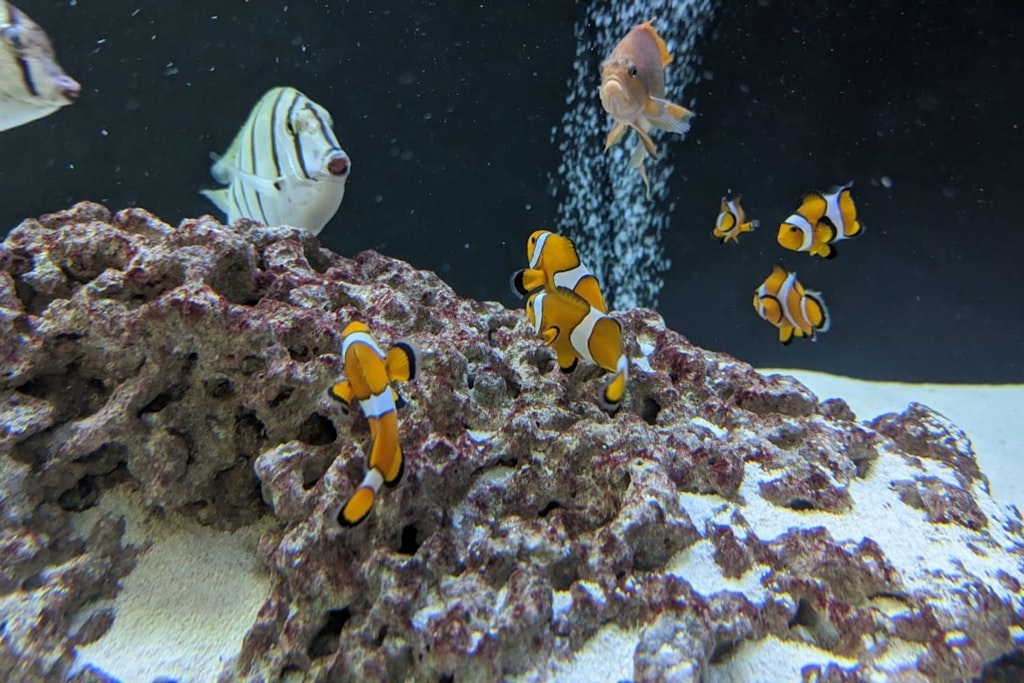 Fische aus dem geborstenen Aquarium schwimmen in einem Becken des Berliner Zoos. 