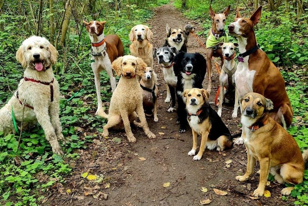 Ein Hundetreffen im Hundeauslaufgebiet Arkenberge in Pankow. 