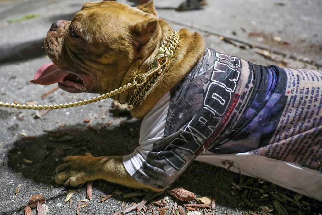 Gutmütig soll er sein: Auch das ist ein American Bully.