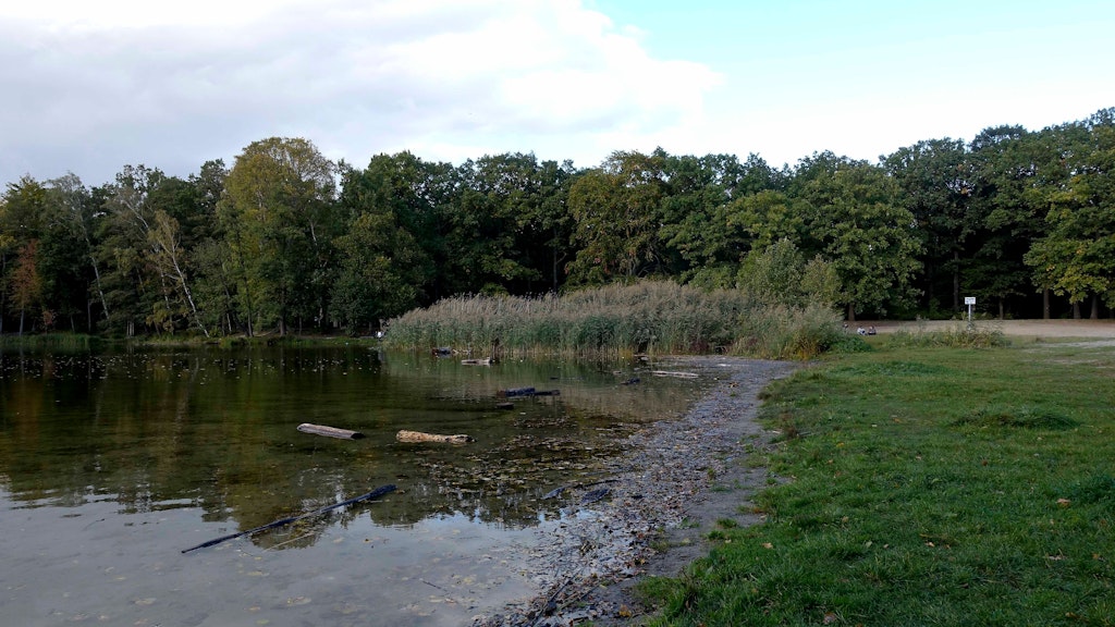Röhricht im Parkteich Jungfernheide: Die Gartendenkmalpflege will ihn nicht, erklärt der BUND