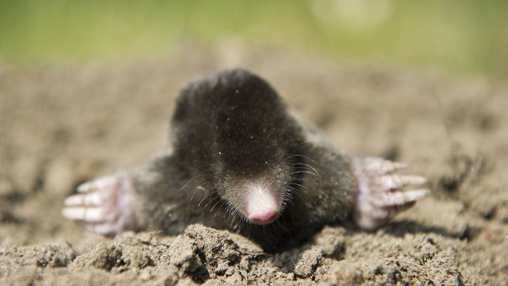Der Maulwurf: Diese putzige Tierchen soll doch tatsächlich ein Bote des Todes sein - wenn man daran glaubt.