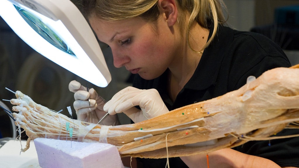 Eine Mitarbeiterin des Gubener Plastinariums an einem menschlichen Bein-Präparat.