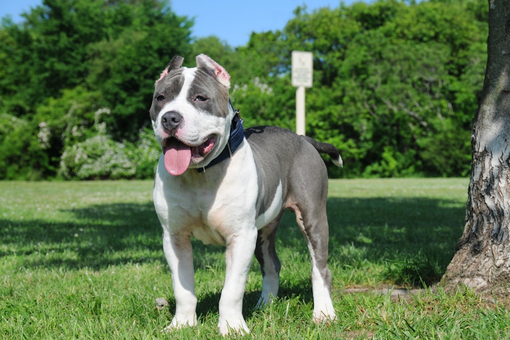 Ein American Bully griff die Rentnerin an. Sie starb an den Verletzungen (Archivbild).