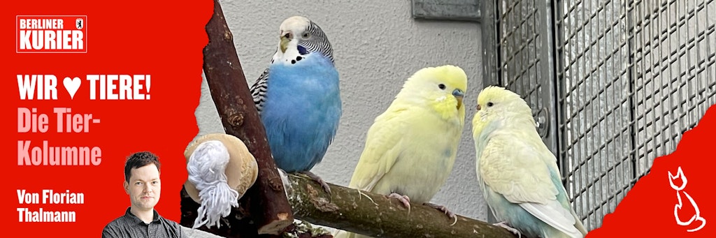Die Vögel erholen sich nun im Vogelhaus des Tierparks von ihren Strapazen.