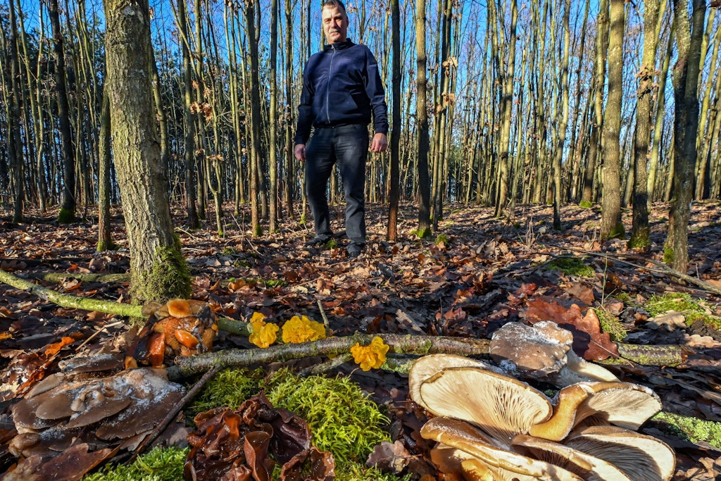 Eine kleine Auswahl von echten Winterpilzen. Zu sehen sind der Austernseitling (vorn links und rechts), der Gemeine Samtfußrübling (links, zweite Reihe), das Judasohr (Mitte, vorn im Moos) und der Goldgelbe Zitterling (M. auf den Ästen).