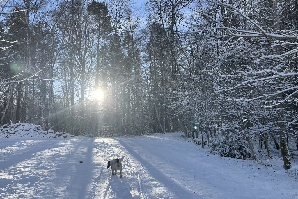 Ein Hund schnüffelt im Neuschnee einer verschneiten Winterlandschaft. Laut Wetter-Experten dürfte es solche Bilder am Wochenende wieder deutschlandweit geben.