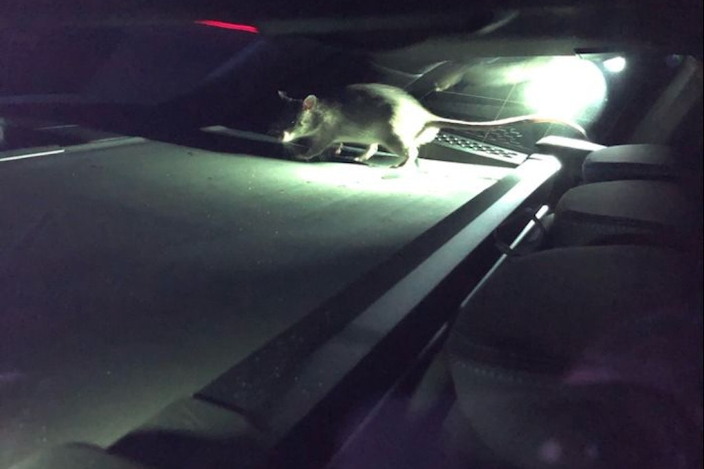 Gambia-Riesenhamsterratte Rico im Kofferraum des BMW