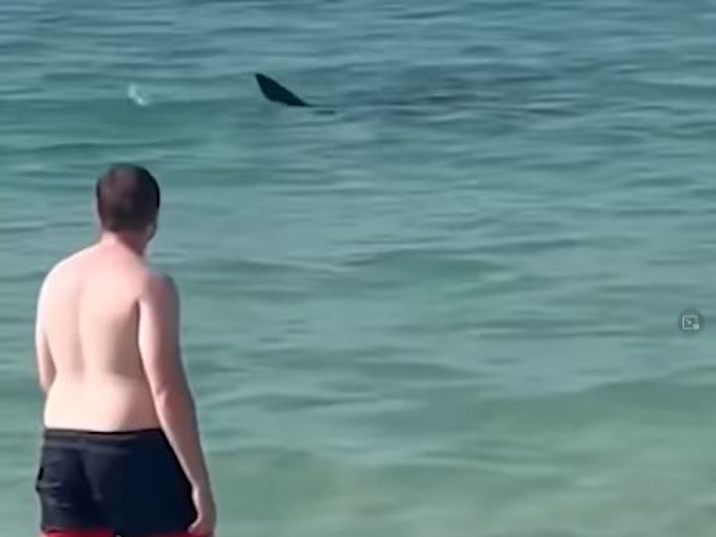 Der mächtige Hai schwimmt direkt zwischen den Touristen entlang. 