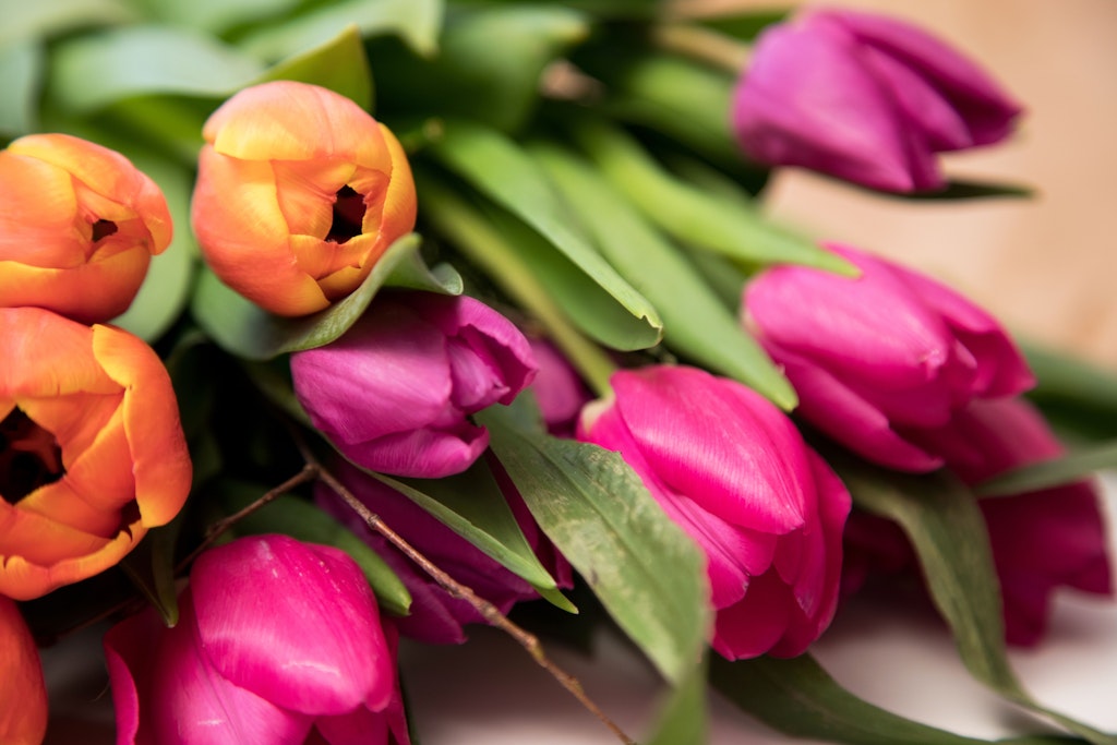 Schnittblumen für die Vase: Die Blumenstengel sollte man schräg anschneiden und den Strauß dann schnell in lauwarmes Wasser stellen.