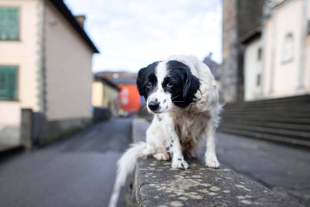 In Spandau: Hundebesitzerin ließ ihr Tier einfach verhungern (Symbolfoto).
