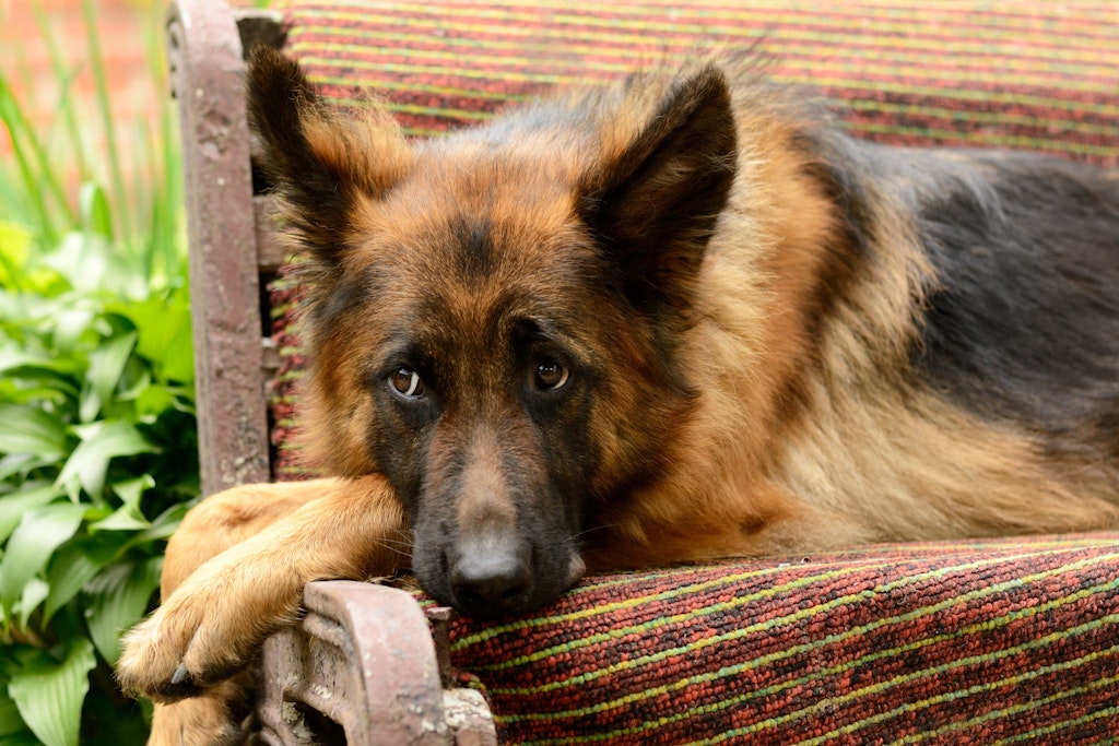 Deutscher Schäferhund liegt auf einer Bank (Symboldbild).
