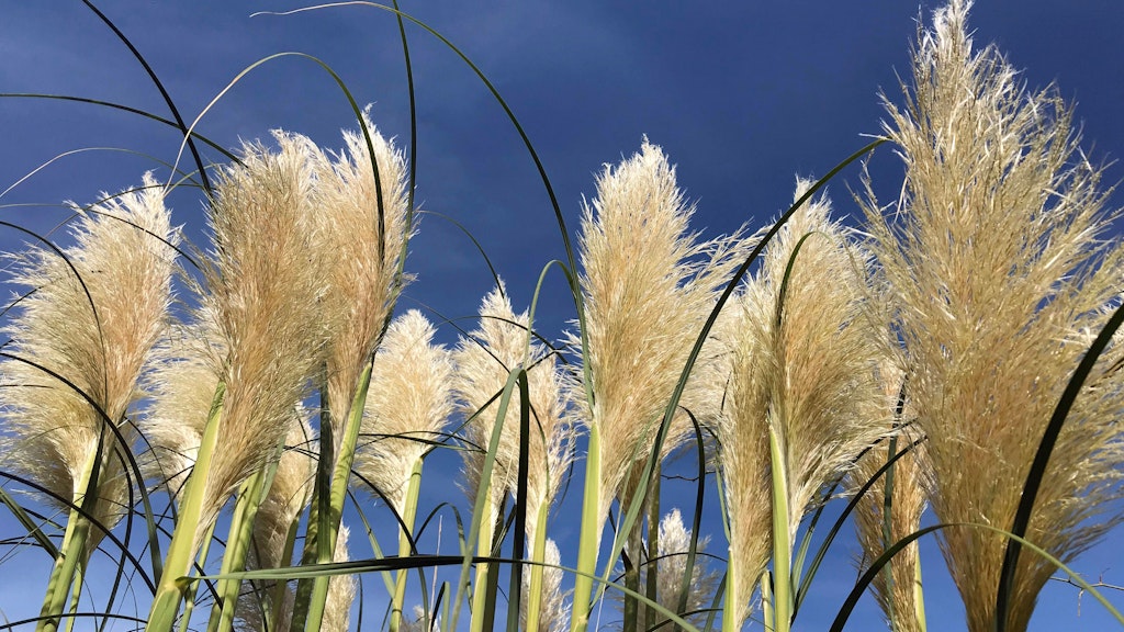 50+ Die Profi Gärtner, Seit über zwei jahren gleicht der garten von