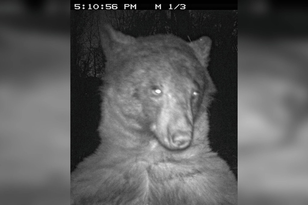 Ein Selfie der Schwarzbärin, die von allen nur noch Kimbärly Kardashian genannt wird.