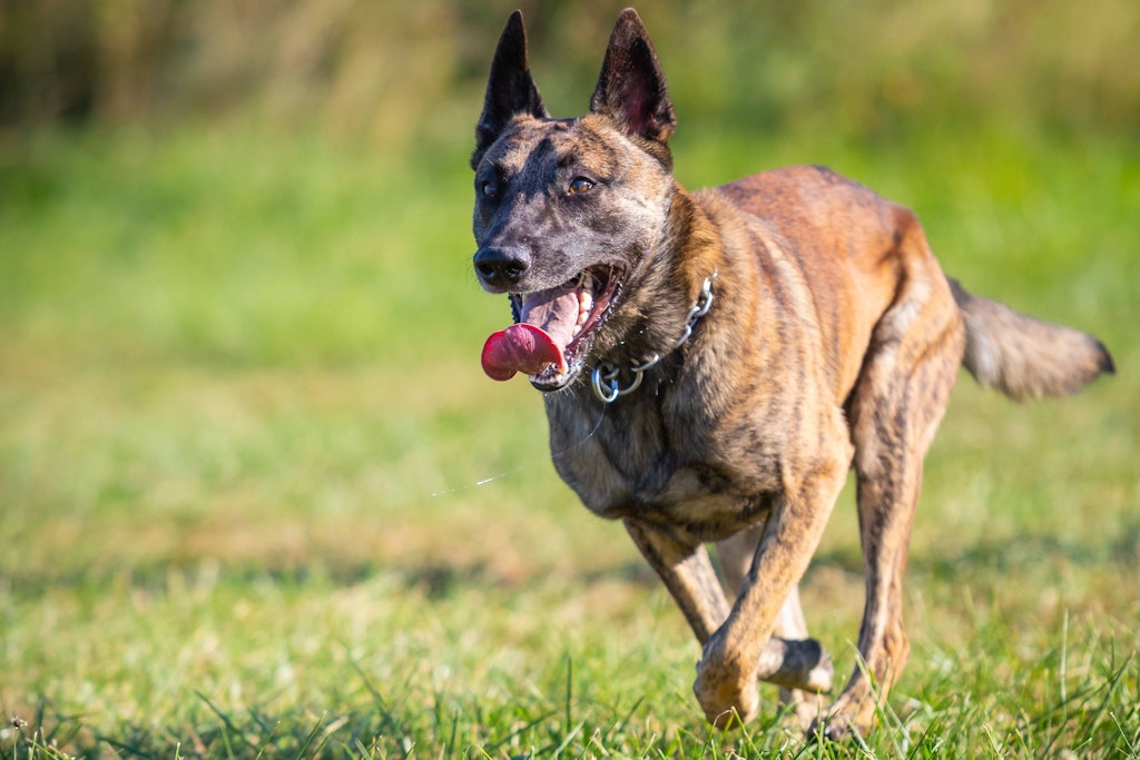 Ein Schäferhund-Mischling wurde in Berlin von einem Polizisten erschossen (Symbolbild).