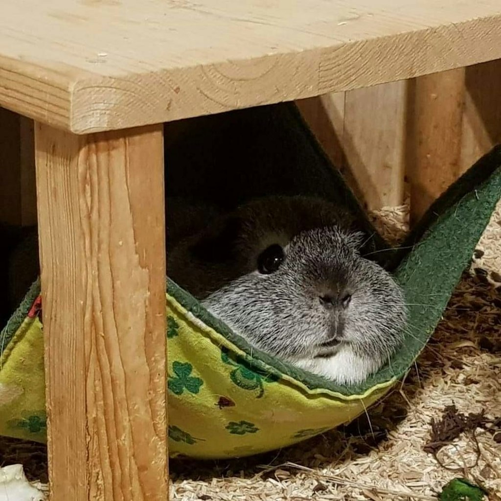 Relaxt in der Meerschweinchen-Hängematte warten die Tiere auf neue Besitzer.