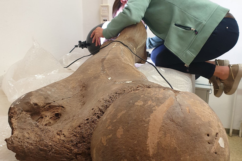 Das ist doch mal ein Knochen! Prof. Dr. Sabine Gaudzinski-Windheuser untersucht den Oberschenkelknochen eines großen erwachsenen männlichen Europäischen Waldelefanten (Palaeoloxodon antiquus) im Landesamt für Denkmalpflege und Archäologie Sachsen-Anhalt in Halle.