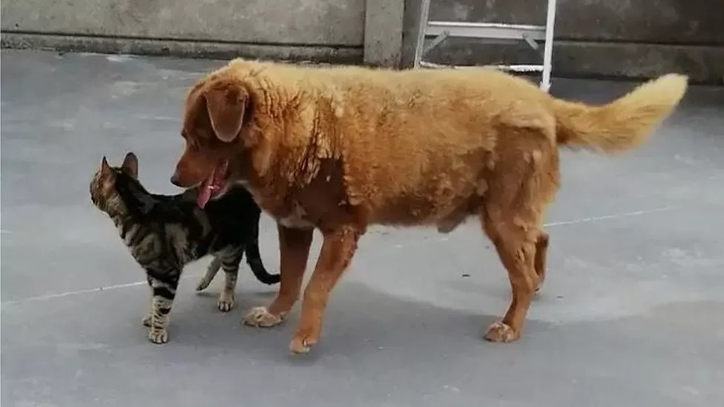 Rekord-Hund Bobi mit einer Katze im Hof.