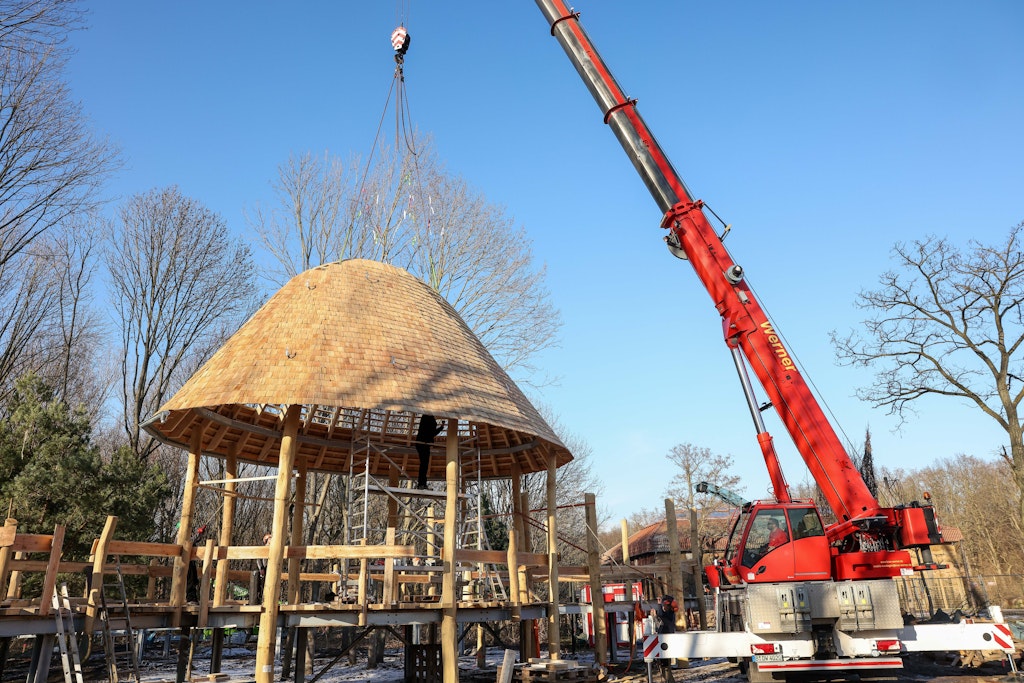 Das Richtfest für den Giraffenpfad im Tierpark Berlin: Auf die Aussichtsplattform wird ein fünf Meter hohes Schindeldach gesetzt. Von dort können Besucher den Giraffen schon bald auf Augenhöhe begegnen.
