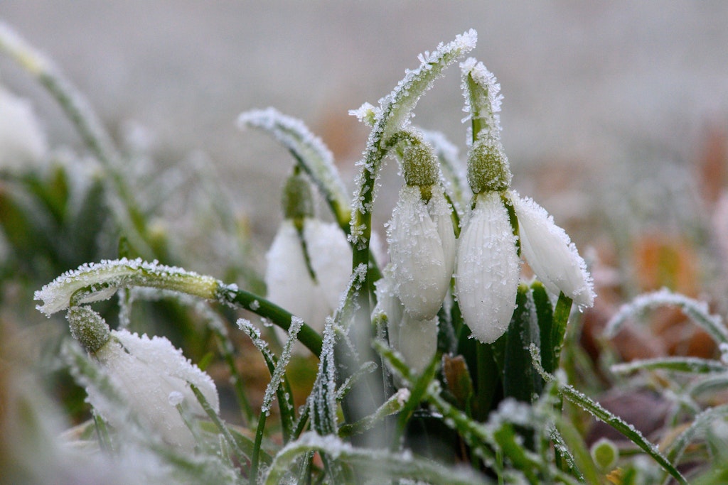 Nach den milden Temperaturen der vergangenen Woche begannen die ersten Frühblüher vereinzelt zu sprießen. 