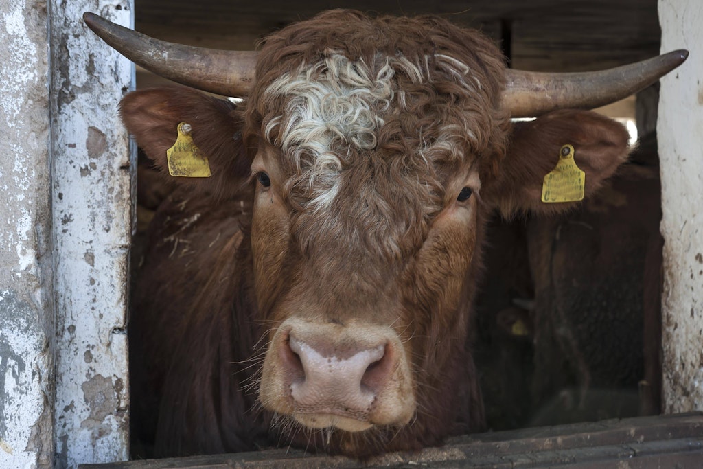 Der Stier wollte offenbar nicht sterben und drehte den Spieß um.