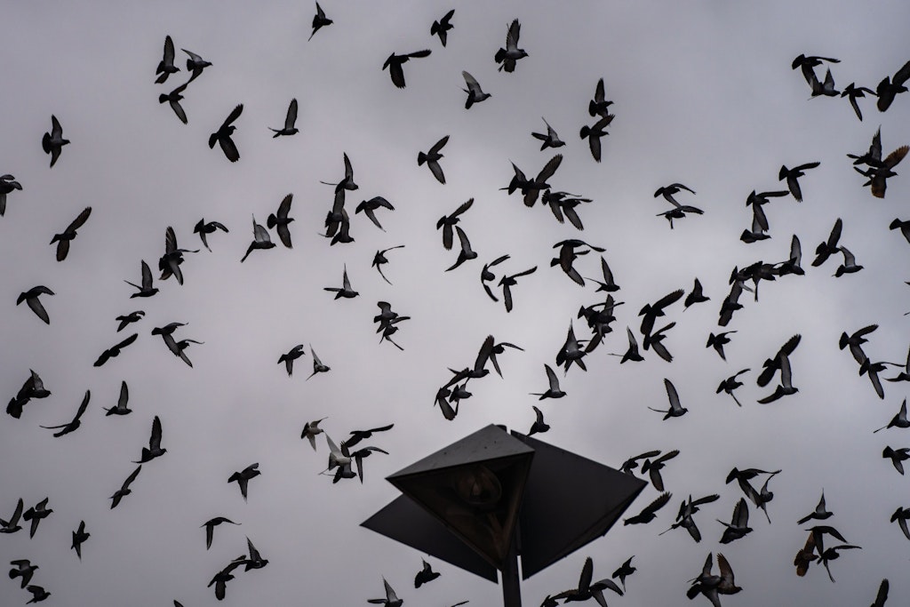 Dutzende Tauben im Himmel über der Stadt: Die Tiere vermehren sich weitestgehend unkontrolliert.