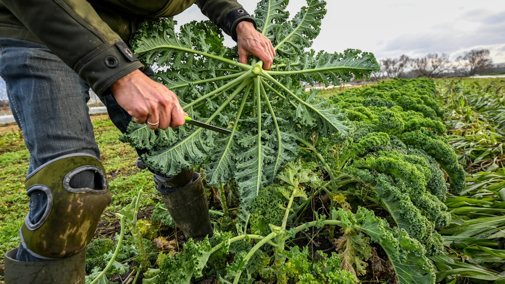 Ein Landwirt erntet auf einem Feld eines Biogemüsebetriebes Grünkohl. 