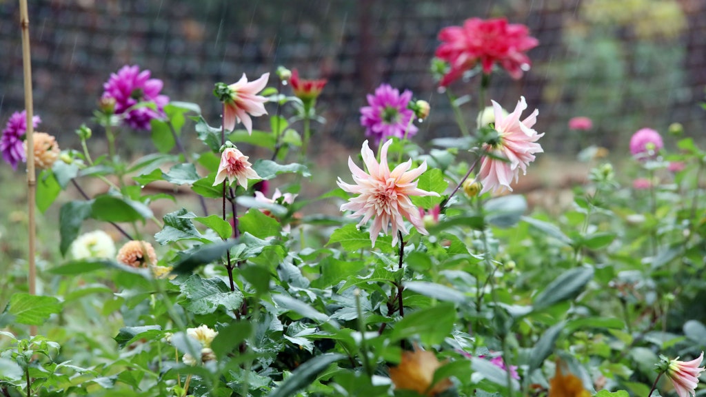 Imke und ihr Mann Reuben Glaser züchten nach dem Slow Flower Konzept auf ihrer Blumenfarm „Mayda“ Blumen ohne den Einsatz von Pestizid&Co. hier gedeihen u.a. Dahlien, die letzten Blumen im Jahr vor der Winterpause. 