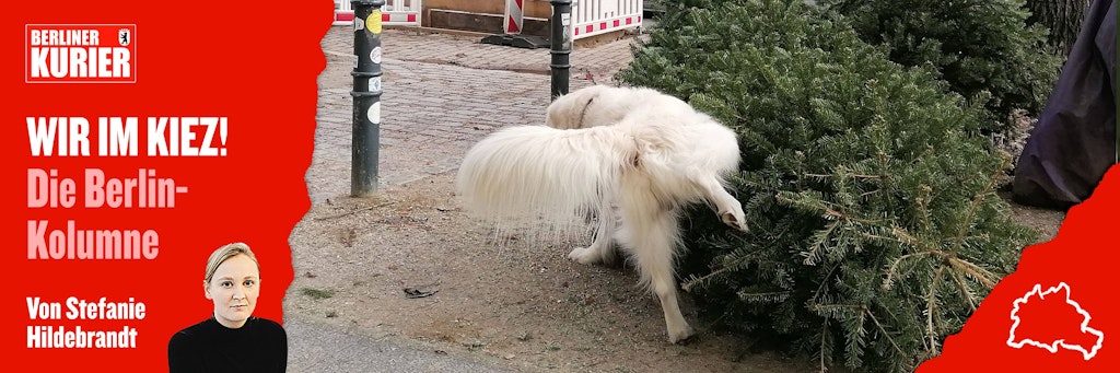 Dieser Hund ist ein Weihnachtsmuffel, er pinkelt gegen einen entsorgten Weihnachtsbaum.