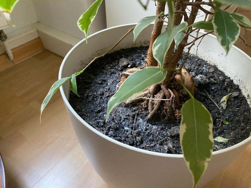 Weißer Belag im Blumentopf? Das können Sie tun, wenn die Blumenerde