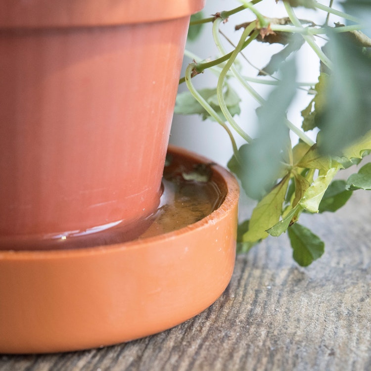 Weißer Belag im Blumentopf? Das können Sie tun, wenn die Blumenerde