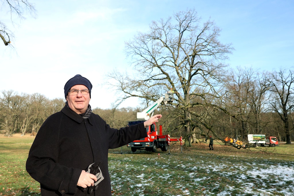 Norbert Fußwinkel, Leiter des Grünflächenamts Stegltz-Zehlendorf, erläutert die Arbeiten an einer einzeln stehenden Eiche.