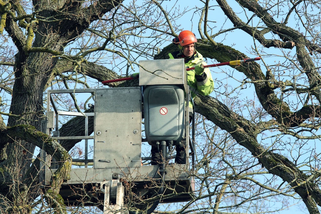 Ein Baumpfleger sägt von einer Hebebühne aus an der alten Eiche Äste ab.