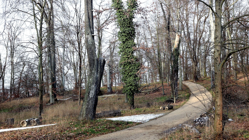 Baum-Ruinen stehen an einem Weg im Landschaftspark Glienicke.