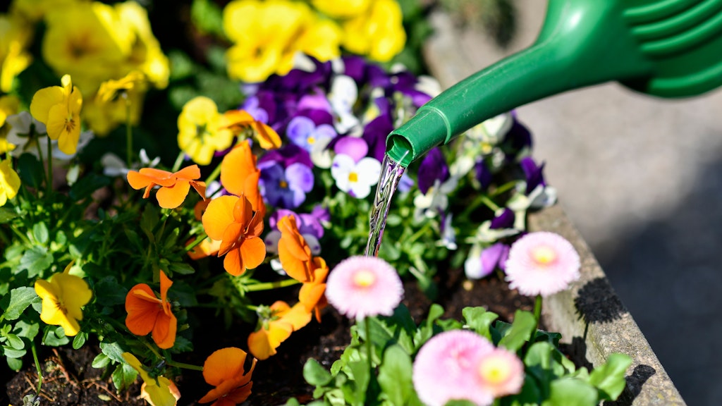 Wer Gänseblümchen und Hornveilchen in den Blumenkasten setzt, muss sie ausreichend gießen.