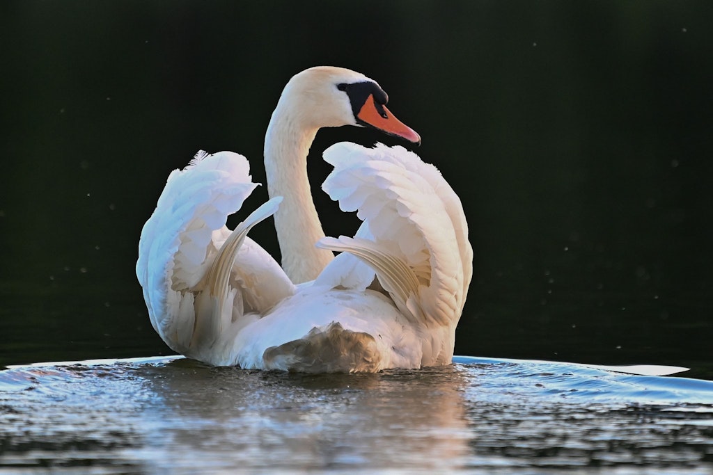 Bei einem Berliner Höckerschwan wurde Vogelgrippe diagnostiziert. Das Tier wurde eingeschläfert.