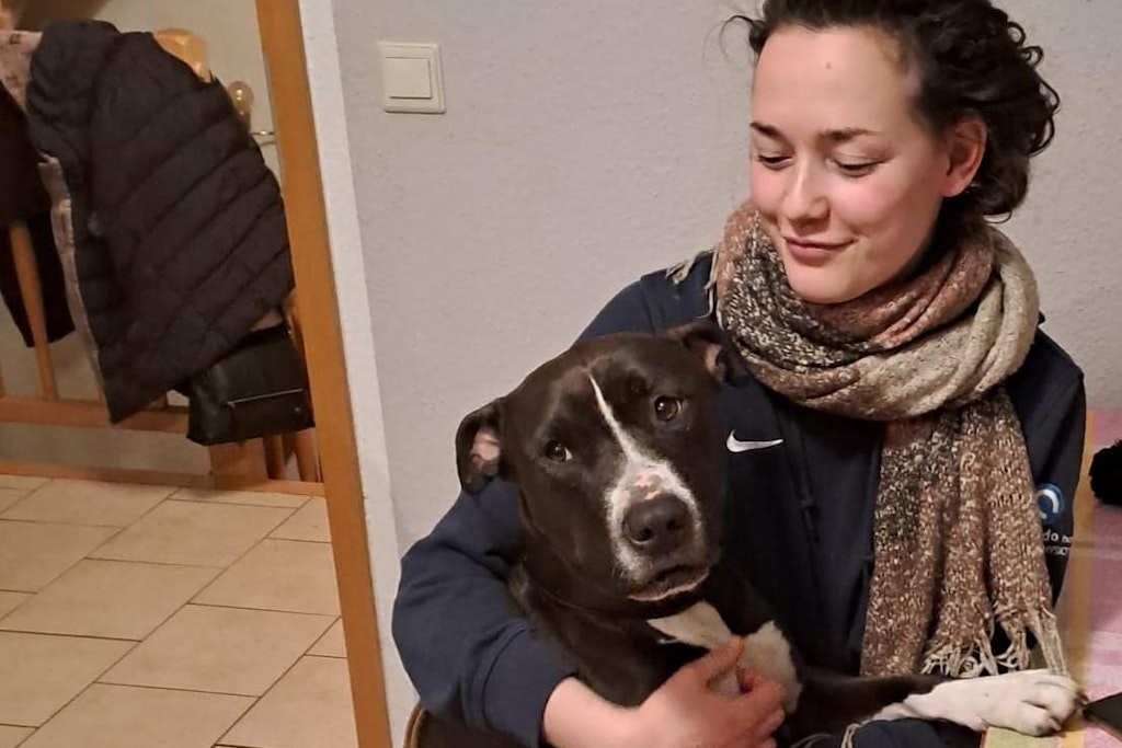 Pommes ist ein Listenhund und sucht ein neues Zuhause.
