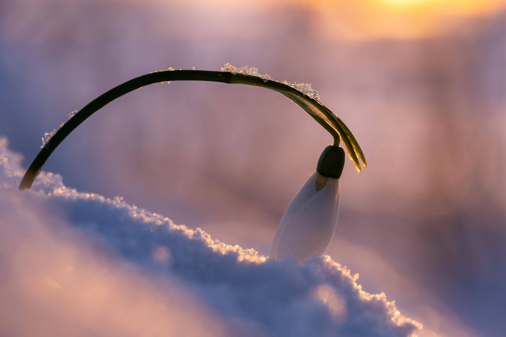 Da neigt das Schneeglöckchen vor Schreck den Kopf. Nachdem wegen des warmen Wetters in den vergangenen Tagen erste Frühblüher zu sehen waren, fällt am Wochenende wieder Schnee.