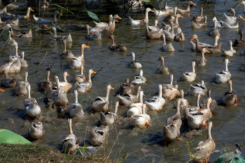 Derzeit grassiert in der Welt eine riesige Vogelgrippe-Welle. Dabei tritt das Virus auch immer wieder auf Säugetiere über.