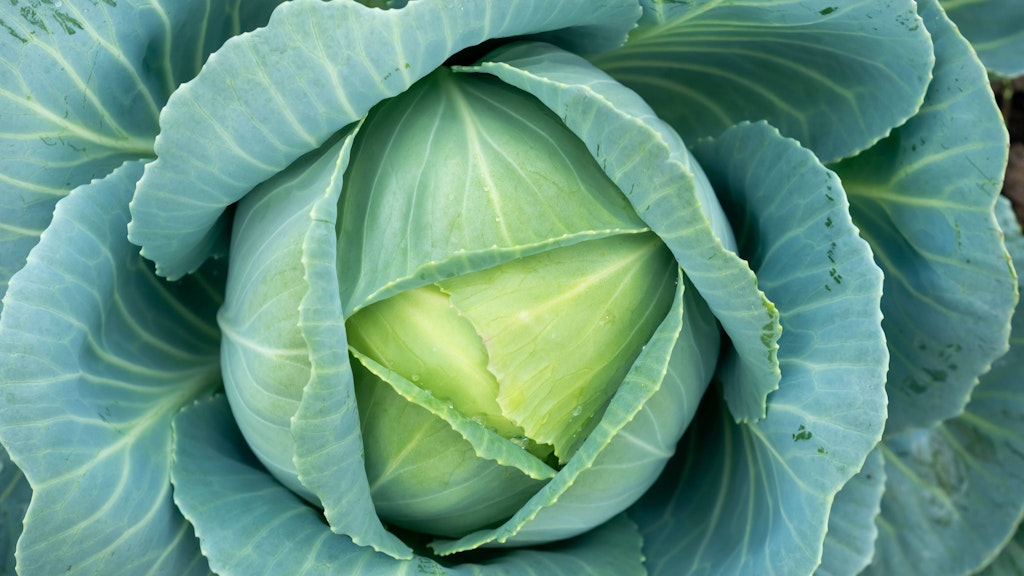 Dieses Gericht schmeckt am besten mit frischem Weißkohl.
