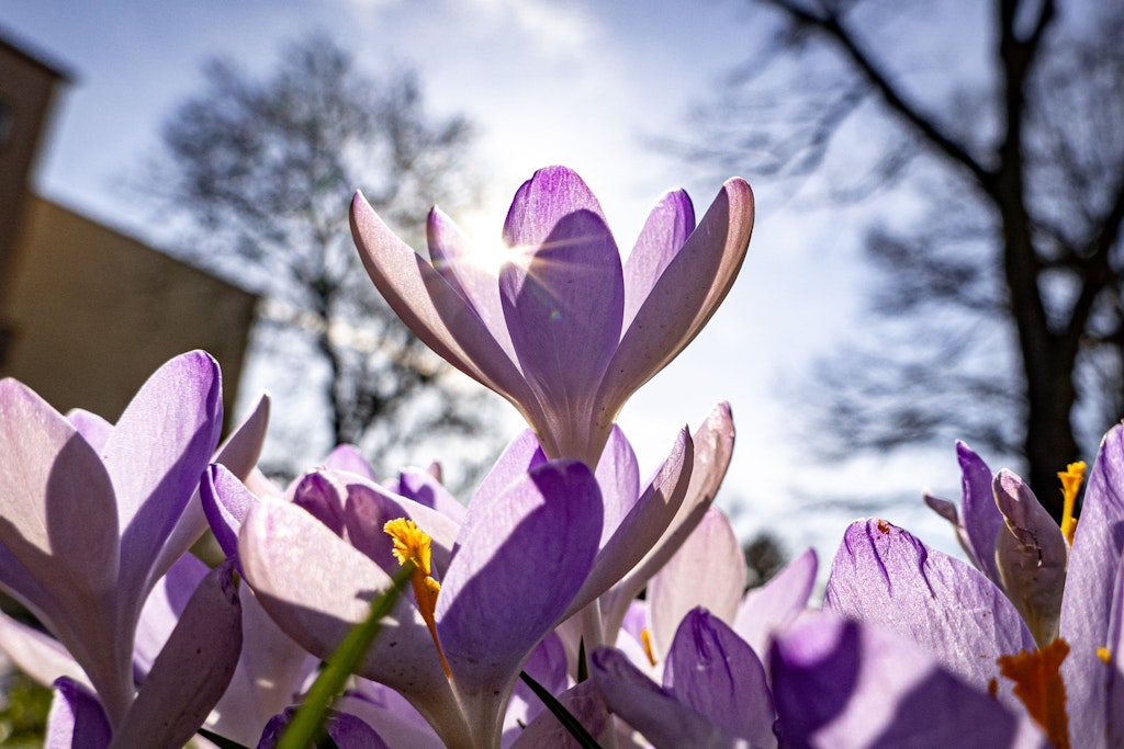 Krokusse blühen auf dem Grünstreifen einer Straße vor dem blauen Himmel. Der Frühling hält Einzug. Aber eines macht Wetterexperten Sorgen.