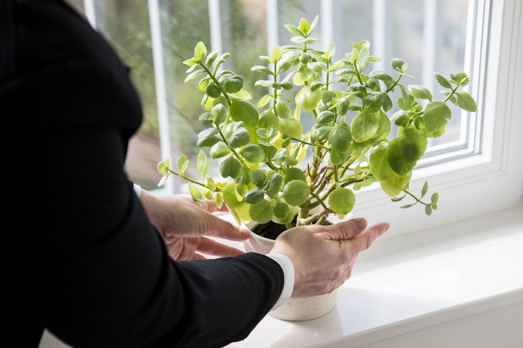 Auch wenn sie es sonst hell brauchen: Zum Frühlingsbeginn können einige Zimmerpflanzen am Fenster leiden.