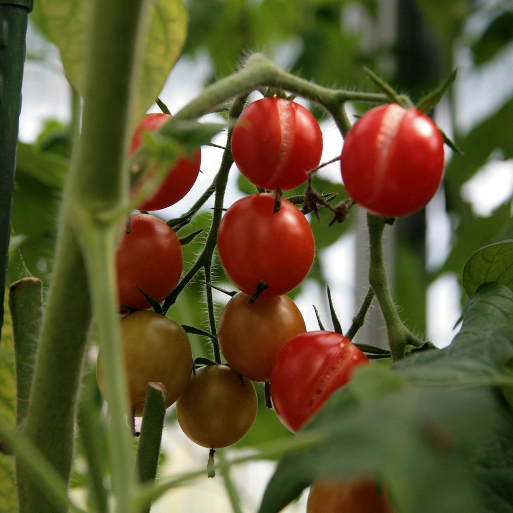 Tomaten gehören zweifelsohne zu den beliebtesten Gemüsesorten.