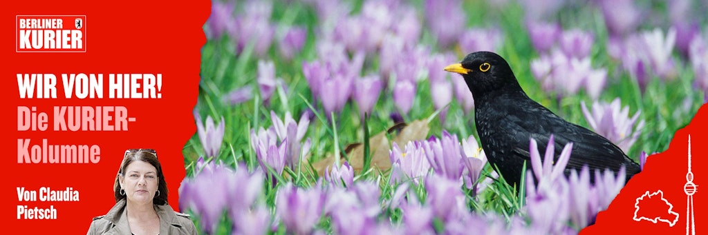 Eine Amsel sitzt auf einer Wiese mit Krokussen. Gelbe Blüten regen den Hahn mehr auf als lilafarbene.
