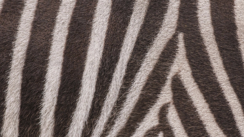 Das Muster des Zebra-Käsekuchens kommt dem von Zebrafell sehr nahe.