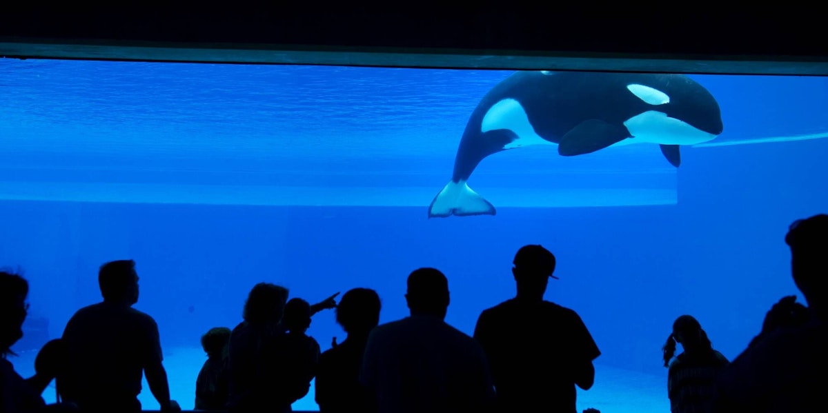 Best friend of killer whale Keiko from “Free Willy”: Kiska died so sadly