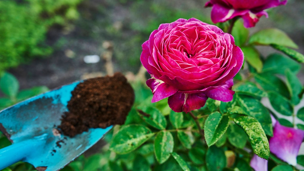 Ein Wachstumsschub für Rosen: Verteilen Sie einmal im Monat eine halbe Tasse voll Kaffeesatz rund um die Pflanzen und arbeiten sie diese leicht in die Erde ein.