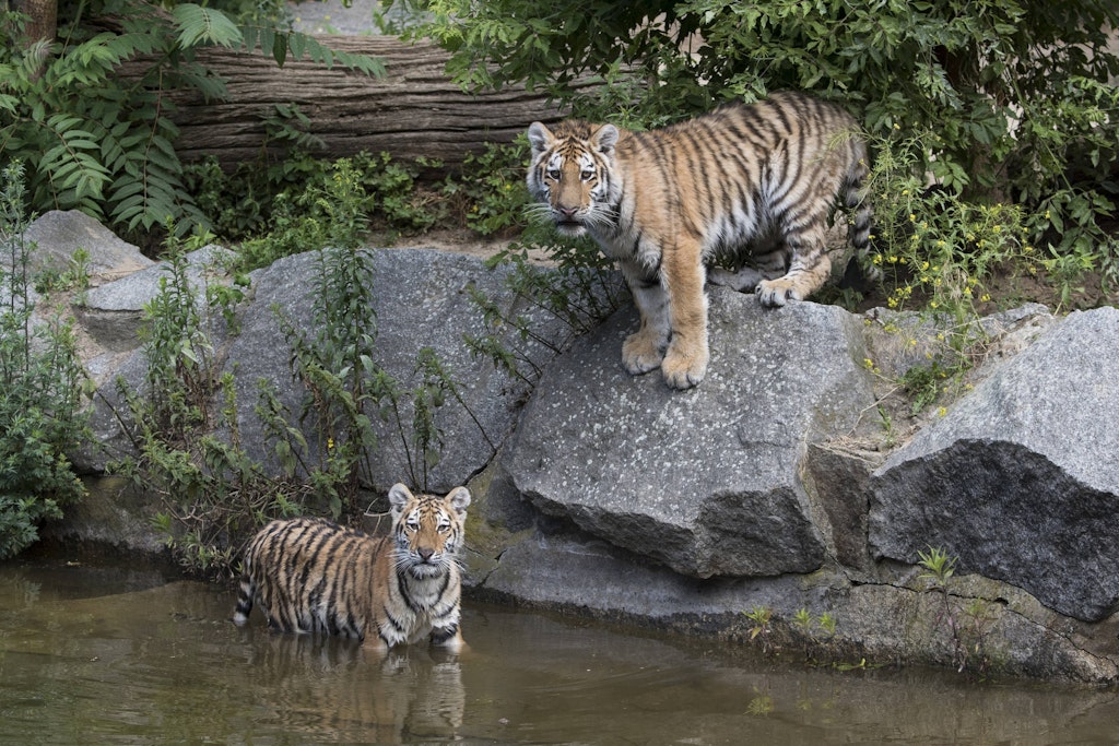 Die Tiger leben in Eberswalde in einem natürlich gewachsenen Waldstück.
