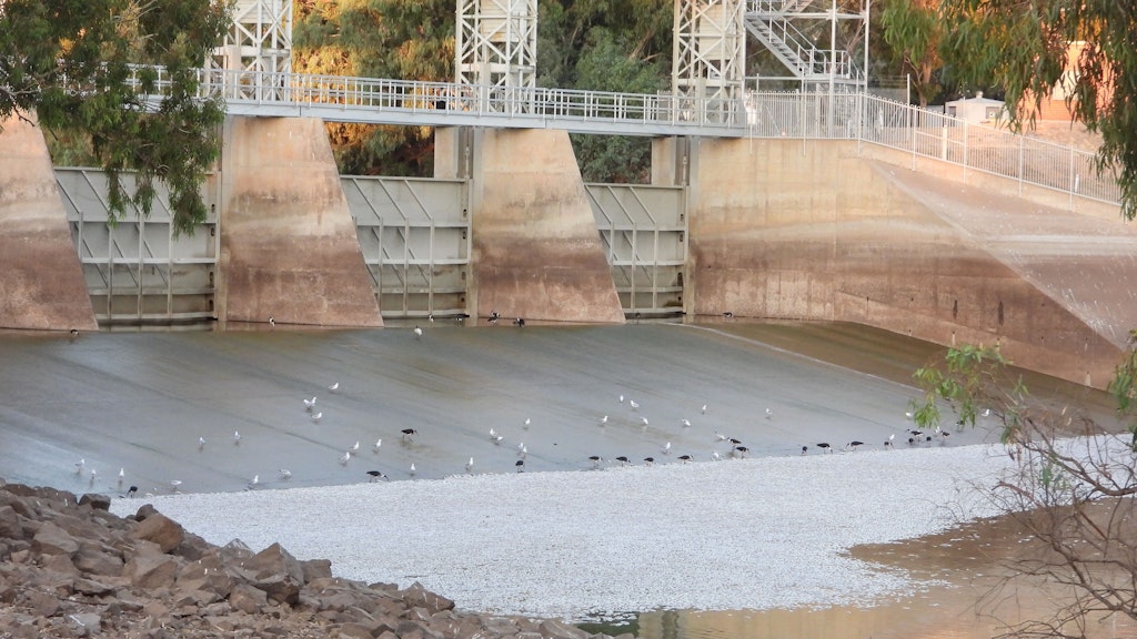 Ein regelrechter Teppich aus toten Fischen trieb den Fluss Darling in der Nähe des kleines Ortes Menindee im äußersten Westen des Bundesstaates New South Wales hinunter.